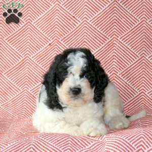 Darwin, Cavapoo Puppy