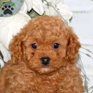 Darwin, Cavapoo Puppy
