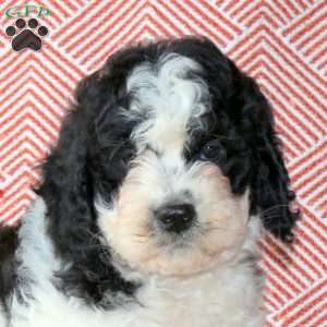 Darwin, Cavapoo Puppy
