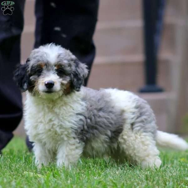Daryl, Mini Bernedoodle Puppy