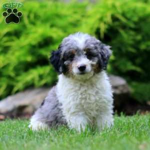 Daryl, Mini Bernedoodle Puppy