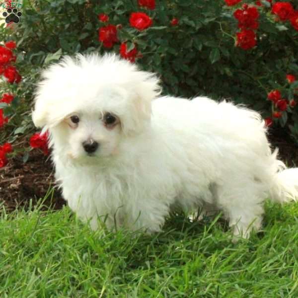 Dash, Maltese Puppy