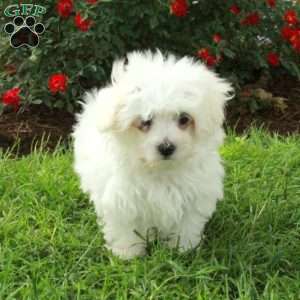 Dash, Maltese Puppy