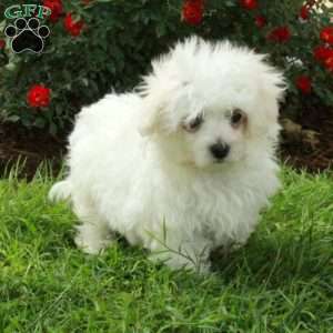 Dash, Maltese Puppy