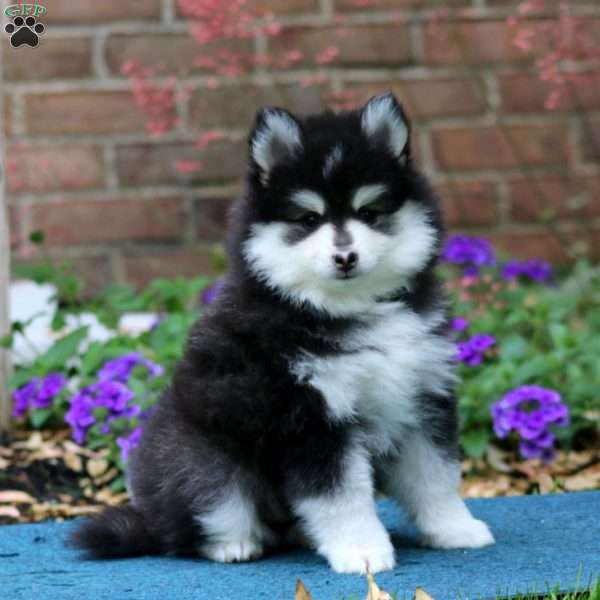 Dash, Pomsky Puppy