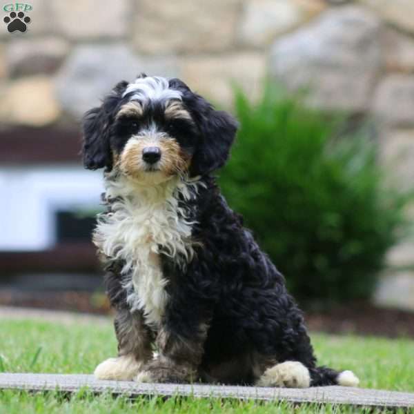 Dash, Mini Bernedoodle Puppy