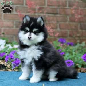 Dash, Pomsky Puppy