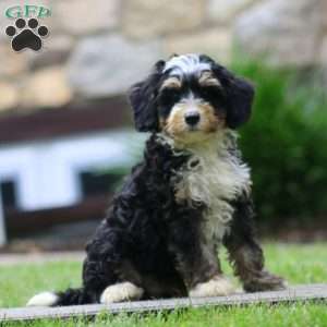 Dash, Mini Bernedoodle Puppy