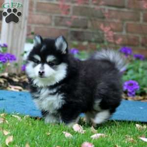 Dash, Pomsky Puppy
