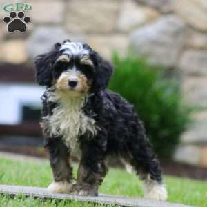 Dash, Mini Bernedoodle Puppy
