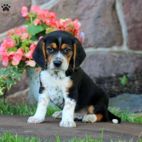 Dasher, Beagle Puppy