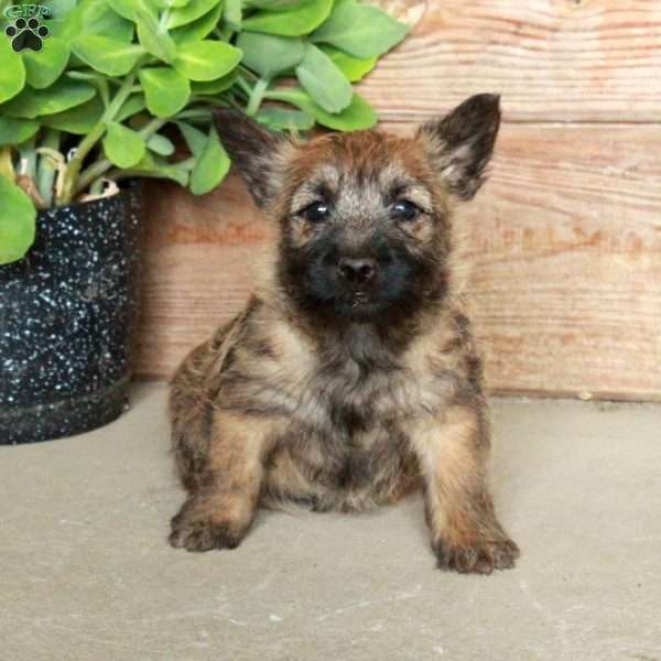 Daisy, Cairn Terrier Puppy