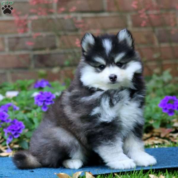 Davey, Pomsky Puppy