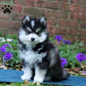Davey, Pomsky Puppy