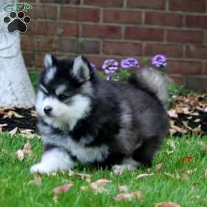 Davey, Pomsky Puppy