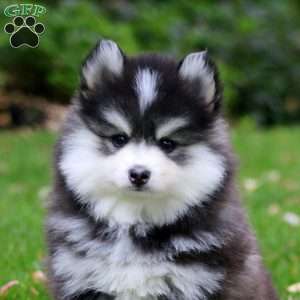 Davey, Pomsky Puppy