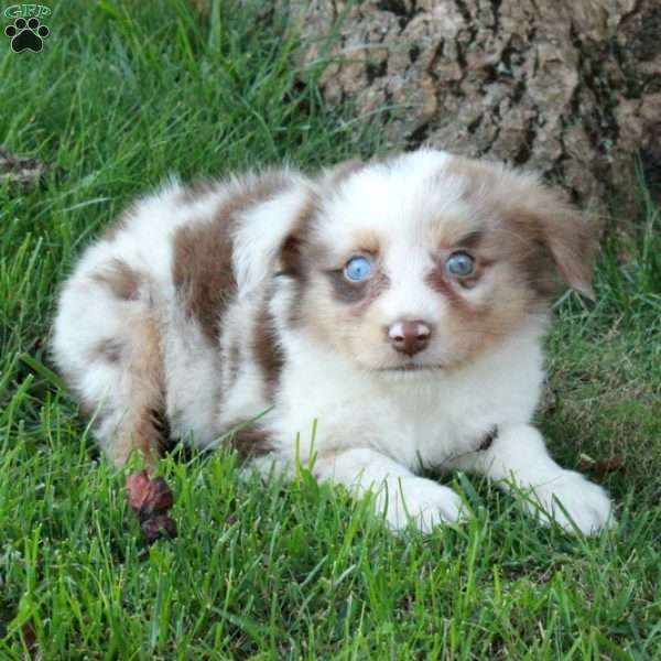 Dax, Australian Shepherd Puppy