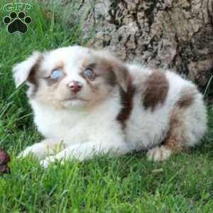 Dax, Australian Shepherd Puppy