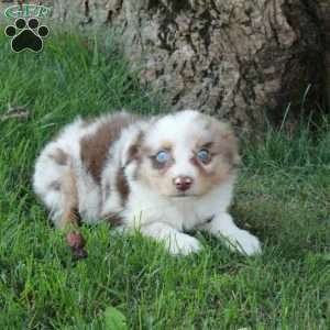 Dax, Australian Shepherd Puppy