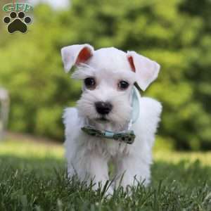 Dayton, Miniature Schnauzer Puppy