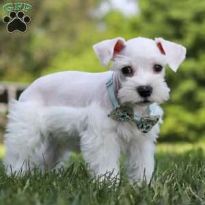 Dayton, Miniature Schnauzer Puppy