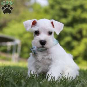Dayton, Miniature Schnauzer Puppy