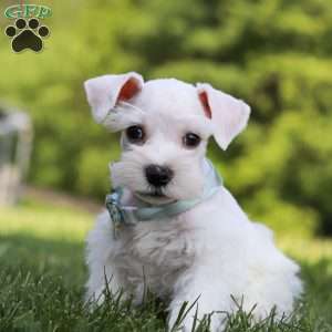 Dayton, Miniature Schnauzer Puppy