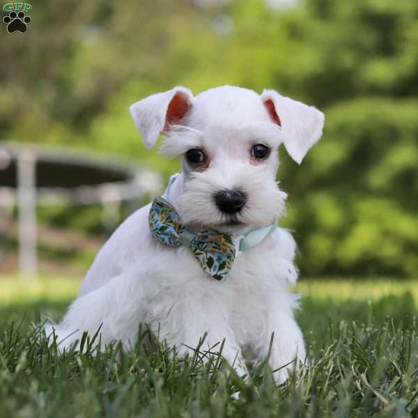 Dayton, Miniature Schnauzer Puppy
