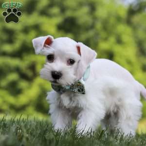 Dayton, Miniature Schnauzer Puppy