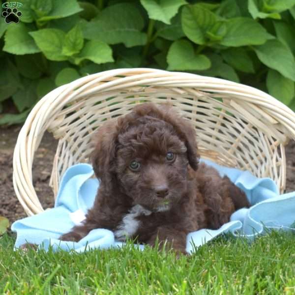 Dazzle, Mini Aussiedoodle Puppy