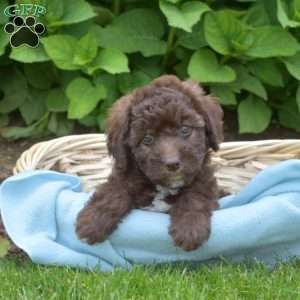 Dazzle, Mini Aussiedoodle Puppy