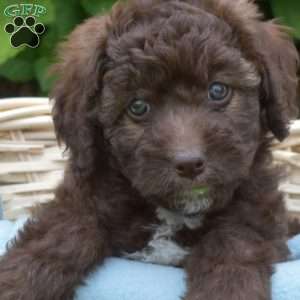 Dazzle, Mini Aussiedoodle Puppy