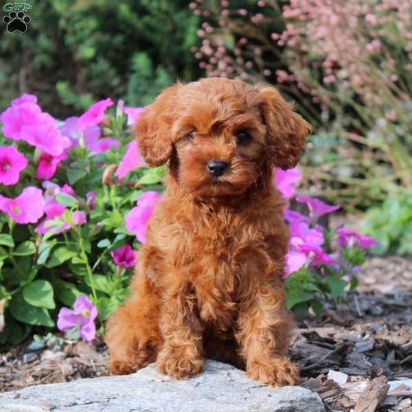 Debbie, Cavapoo Puppy