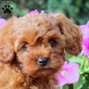 Debbie, Cavapoo Puppy