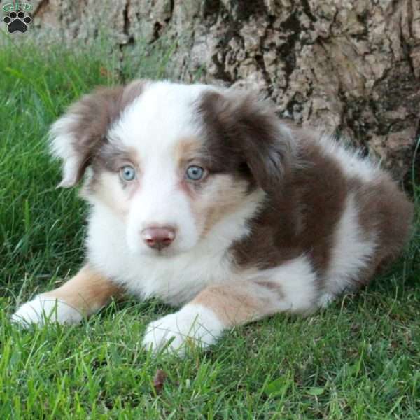 Declan, Australian Shepherd Puppy