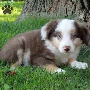 Declan, Australian Shepherd Puppy
