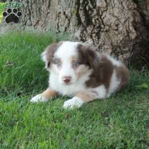 Declan, Australian Shepherd Puppy