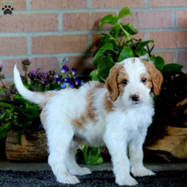 Dee, Goldendoodle Puppy