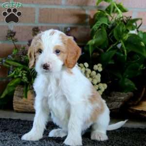 Dee, Goldendoodle Puppy