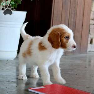 Dee, Goldendoodle Puppy