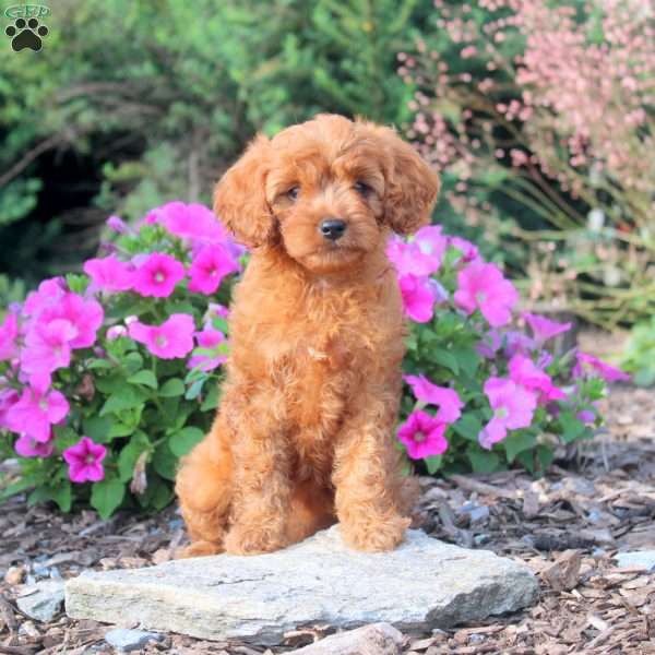 Delilah, Cavapoo Puppy