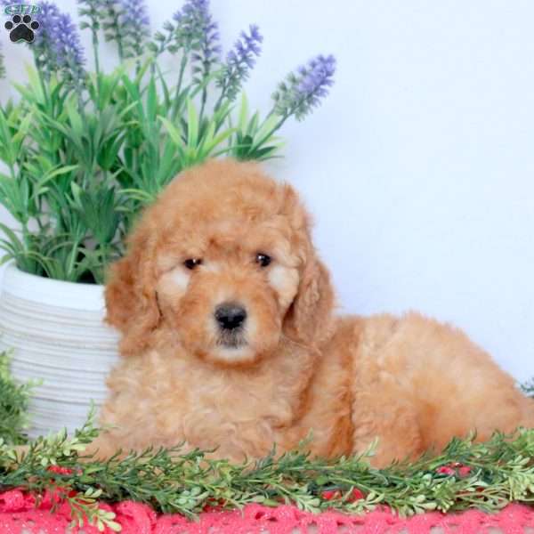 Delilah, Mini Goldendoodle Puppy