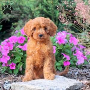 Delilah, Cavapoo Puppy