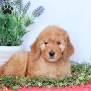 Delilah, Mini Goldendoodle Puppy