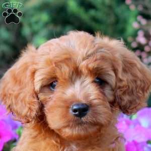 Delilah, Cavapoo Puppy