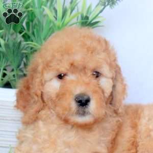 Delilah, Mini Goldendoodle Puppy