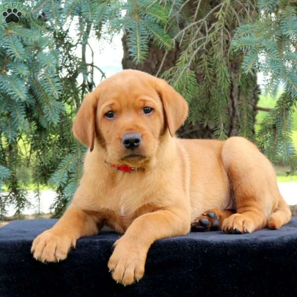 Delta, Fox Red Labrador Retriever Puppy