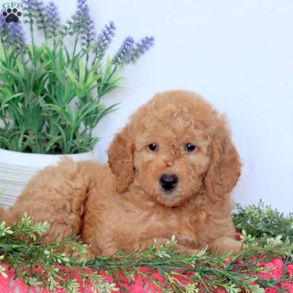 Demi, Mini Goldendoodle Puppy
