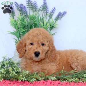 Demi, Mini Goldendoodle Puppy