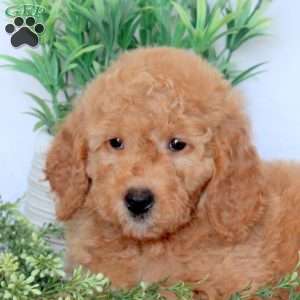 Demi, Mini Goldendoodle Puppy